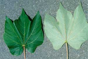 Picture of a Chinese Parasol Tree leaves upper and undersides.