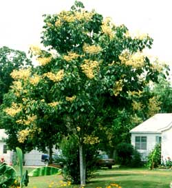 Picture of a Chinese Parasol Tree