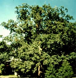 Picture of a Chinkapin Oak tree.