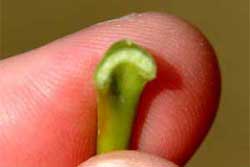 Picture showing clear sap. Link to option to choose leaf's pointed lobe count.