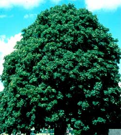 Picture of a Common Horsechestnut tree.