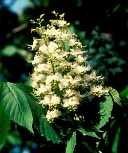 Picture of Common Horsechestnut tree flowers.