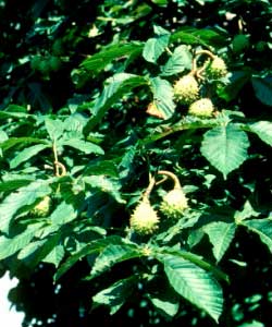 Picture of Common Horsechestnut tree leaves.