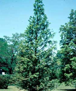 Picture of a Dawn Redwood tree.