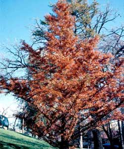 Picture of a Dawn Redwood tree in fall color.