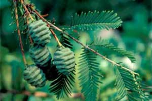 Picture of Dawn Redwood tree fruit and needles.