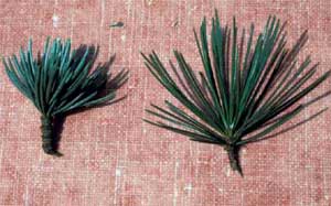 Picture comparing needles. Atlas Cedar (C. atlantica) (left) and Deodar Cedar (C. deodara) (right)
