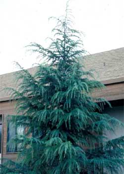 Picture of a Deodar Cedar tree. Link to Deodar Cedar tree.
