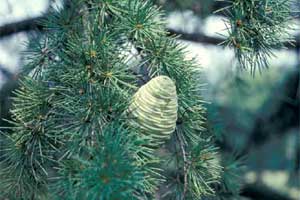 Picture of a Deodar Cedar tree needles and fruit.