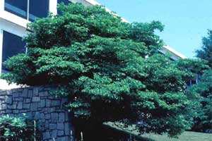 Picture of a Eastern Flowering Dogwood tree. Picture of a Eastern Flowering Dogwood tree.
