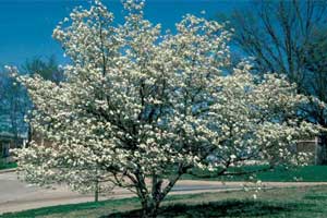 Picture of a Eastern Flowering Dogwood tree with spring flowers.