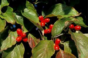 Picture of a close-up view of Eastern Flowering Dogwood tree fruit and leaves.