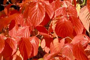 Picture of a close-up view of Eastern Flowering Dogwood tree leaves in fall color.