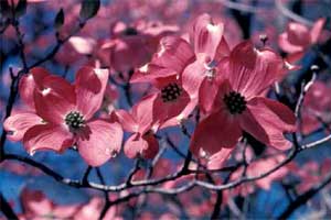 Picture of a close-up view of Eastern Flowering Dogwood tree red flowers. Picture of a close-up view of Eastern Flowering Dogwood tree red flowers.