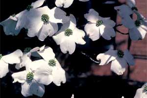 Picture of a close-up view of Eastern Flowering Dogwood tree white flowers.