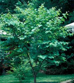 Picture of an Eastern Redbud tree.