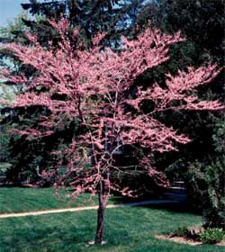 Picture of an Eastern Redbud tree with spring flowers.