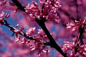 Picture close-up of an Eastern Redbud tree with flowers.