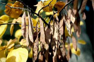 Picture close-up of an Eastern Redbud tree with fruit.