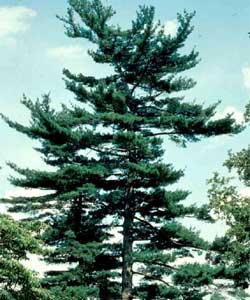 Picture of an Eastern White Pine tree.