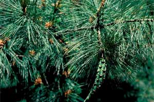 Picture of an Eastern White Pine tree needles and fruit.