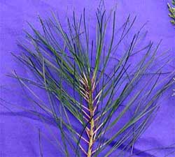 Picture of evergreen needles. Link to additional choices for evergreens.