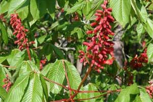 Picture of red flowers. Link to Red Buckeye tree.