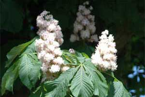 Picture of white/cream flowers. Link to choose winter bud type.