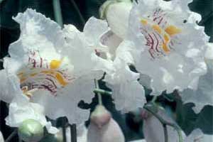 Picture of white flowers. Link to option to choose flowering time.