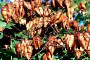 Picture of bladder-like tree fruit. Link to Goldenraintree.