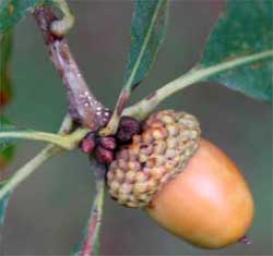 Picture of dry tree fruit. Link to option to choose dry fruit shape.