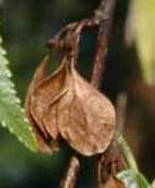 Picture of flattened or small capsule tree fruit. Link to option to choose leaf lobe type.