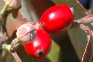 Picture of fleshy berry like fruit. Link to Eastern Flowering Dogwood tree.