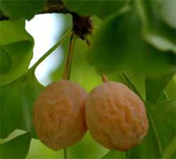 Picture of fruit on a tree greater than 1 inch. Link to tree varieties with fruit greater than 1 inch.