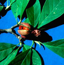 Picture of tree fruit fleshy looking. Link to option to choose fruit size.