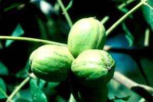 Picture of tree fruit husk not or slightly winged. Link to option to choose tree variety.