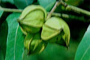 Picture of tree fruit husk with winged suture lines. Link to option to choose nut shape.