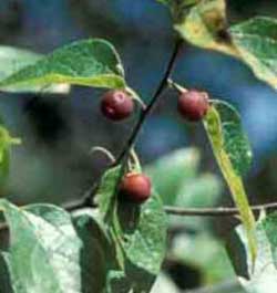 Picture of tree fruit less than 1 inch or pea-sized. Link to choose a leaf shape.