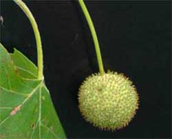 Picture of tree fruit without a cap. Link to choose bark color and type.