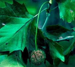Picture of one ball per stalk. Link to Sycamore tree.