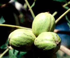 Picture of oval shaped tree fruit. Link to option to choose husk type.