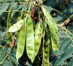 Picture of tree fruit in a pod. Link to option to choose tree variety.