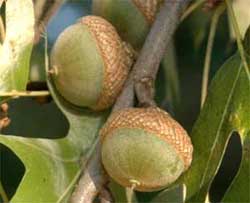 Picture of tree fruit - nut. Link to option to choose fruit shape.