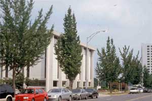 Picture of Ginkgo trees.