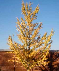 Picture of a Ginkgo tree in fall color.
