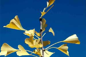 Picture close-up of a Ginkgo tree leaves in fall color.