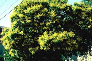 Picture of a Goldenraintree.