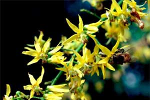 Picture close-up of Goldenraintree flowers.