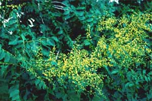 Picture of Goldenraintree leaves and flowers.