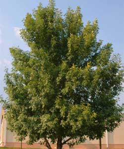 Picture of a Green Ash tree.